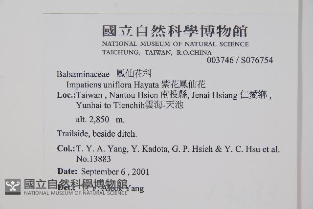 紫花鳳仙花藏品圖，第2張