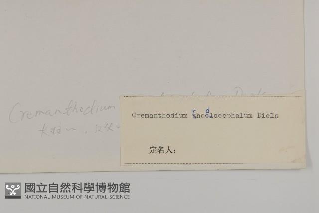 紅頭垂頭菊藏品圖，第3張