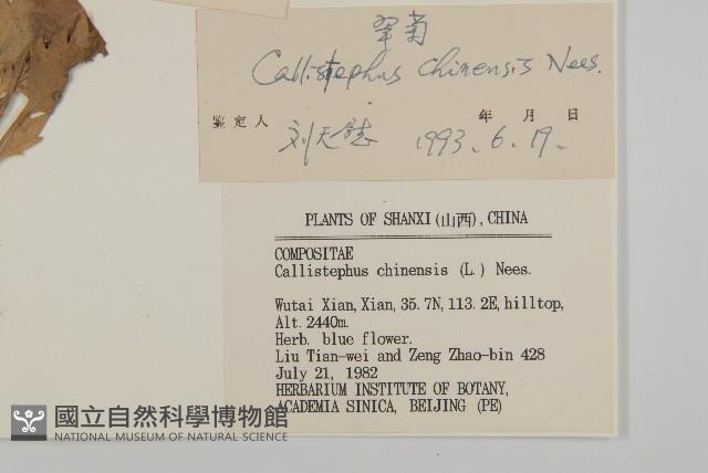 翠菊藏品圖，第3張