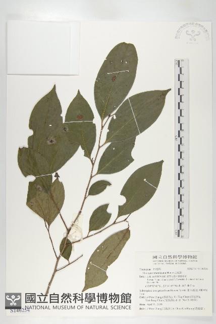 山紅柿藏品圖，第3張