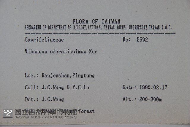 珊瑚樹藏品圖，第2張
