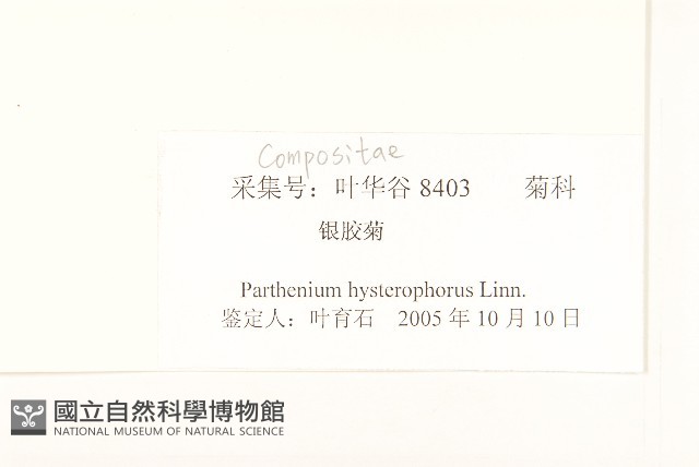 銀膠菊藏品圖，第3張