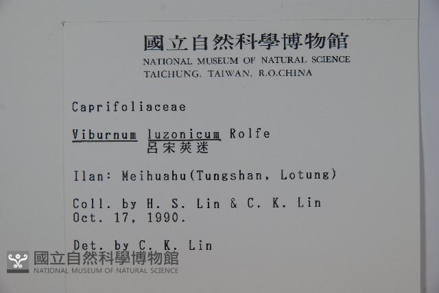 呂宋莢迷藏品圖，第2張