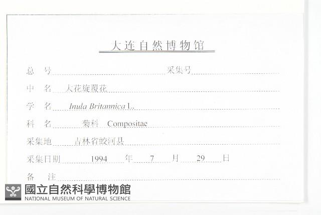 歐亞旋覆花藏品圖，第3張