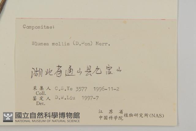 柔毛艾納香藏品圖，第3張