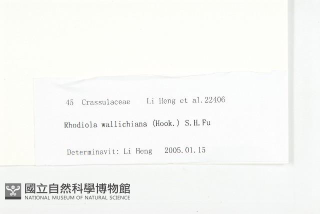 粗莖紅景天藏品圖，第3張