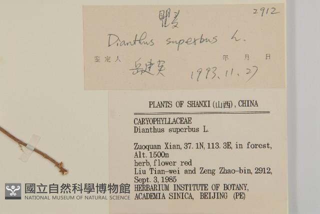 瞿麥藏品圖，第3張