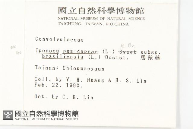 馬鞍藤藏品圖，第2張