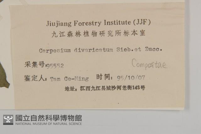 煙管草藏品圖，第3張