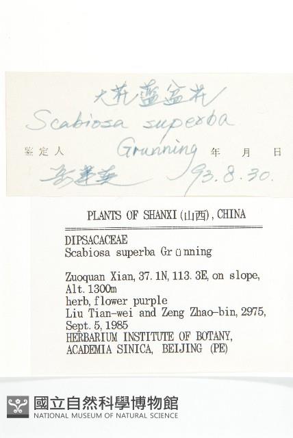 大花藍盆花藏品圖，第3張