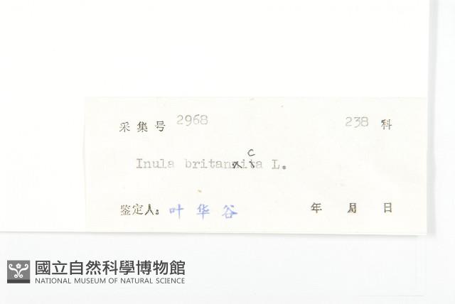 歐亞旋覆花藏品圖，第3張