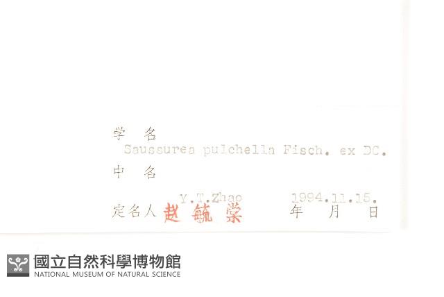 球花鳳毛菊藏品圖，第3張