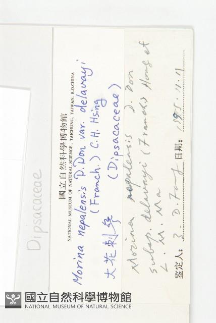 大花刺參藏品圖，第3張