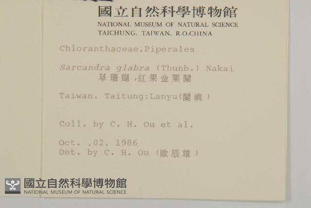 草珊瑚、紅果金粟蘭藏品圖，第2張