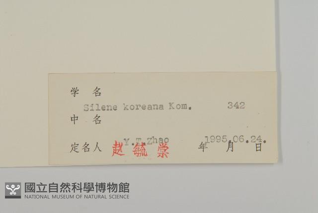 朝鮮麥瓶草藏品圖，第3張