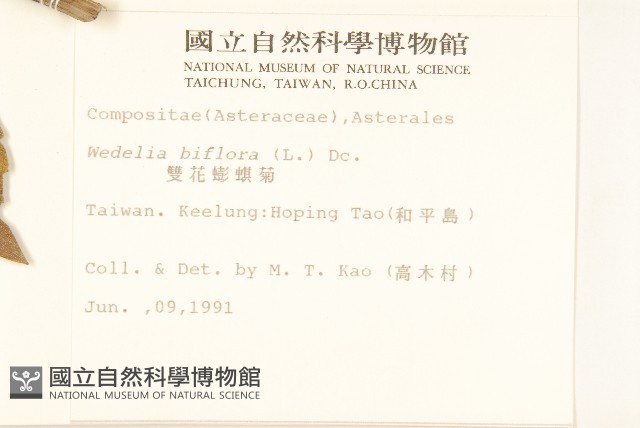 雙花蟛蜞菊藏品圖，第2張