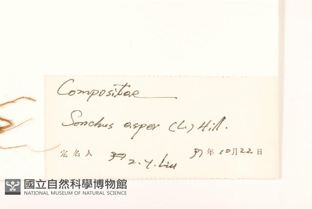 鬼苦苣菜藏品圖，第3張