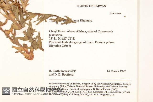 臺灣蒲公英藏品圖，第2張