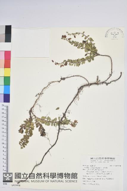 三角咪草藏品圖，第3張