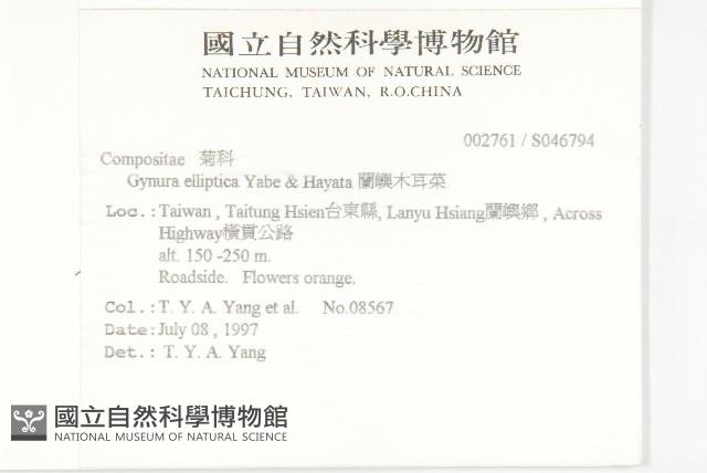 蘭嶼木耳菜藏品圖，第2張