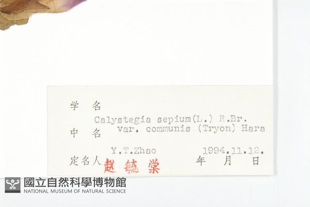 寬葉打碗花藏品圖，第3張