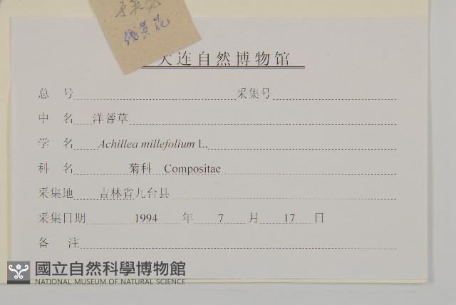 洋蓍草、千葉蓍藏品圖，第3張