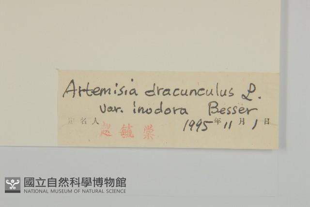 狹葉青蒿藏品圖，第3張