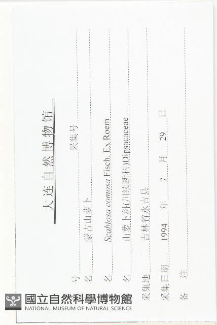 窄葉藍盆花藏品圖，第3張