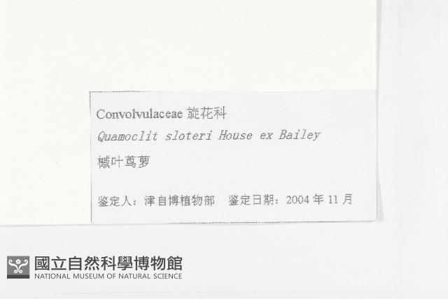 槭葉蔦蘿藏品圖，第3張