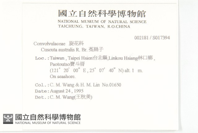 菟絲子藏品圖，第2張