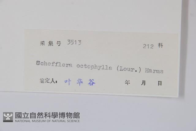 鵝掌柴、江某、鴨腳樹藏品圖，第2張