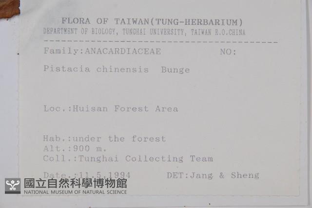 黃連木、爛心木藏品圖，第2張