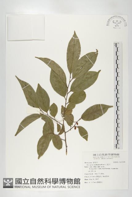 山紅柿藏品圖，第3張