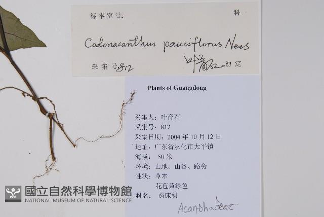 針刺草藏品圖，第2張