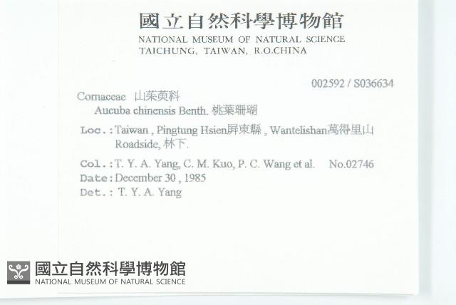 桃葉珊瑚藏品圖，第2張