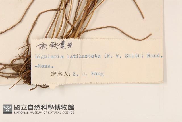 寬戟橐吾藏品圖，第3張