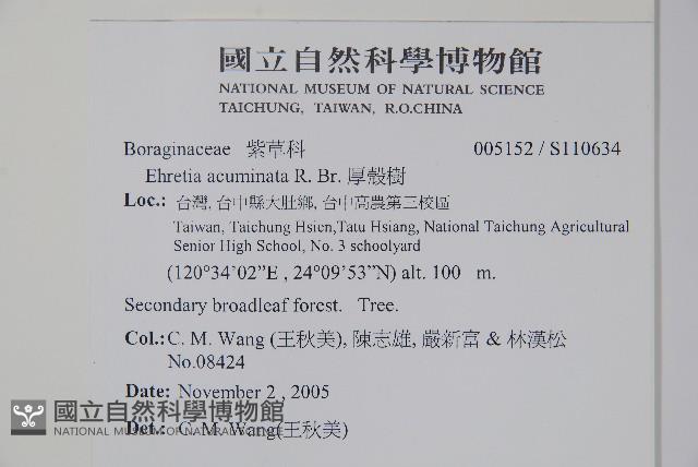 厚殼樹藏品圖，第2張