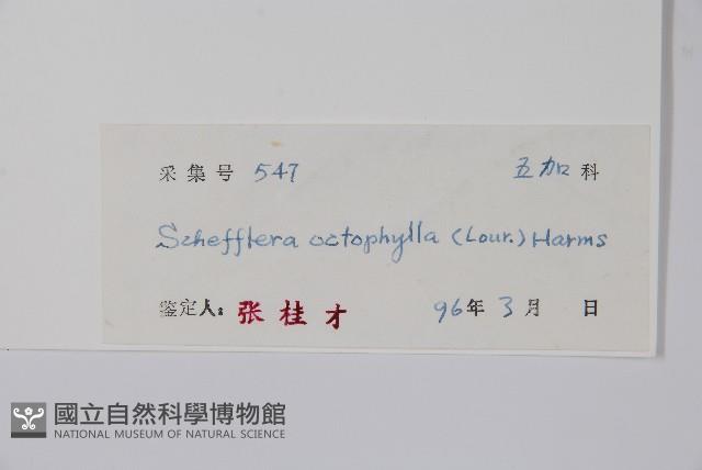 鵝掌柴、江某、鴨腳樹藏品圖，第2張