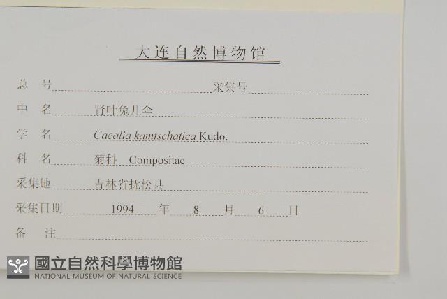 腎葉免兒傘藏品圖，第3張