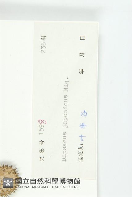 續斷藏品圖，第3張