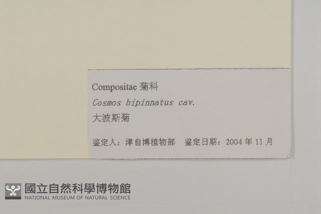 大波斯菊藏品圖，第3張