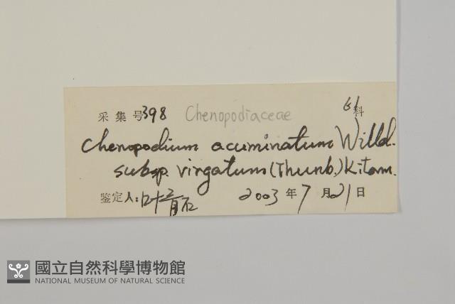 變葉藜藏品圖，第3張