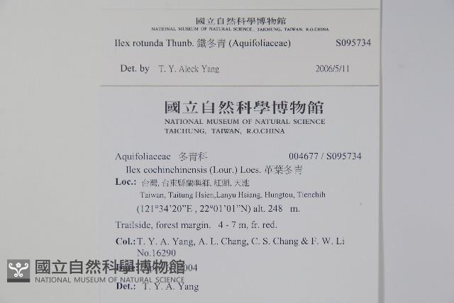 鐵冬青藏品圖，第2張