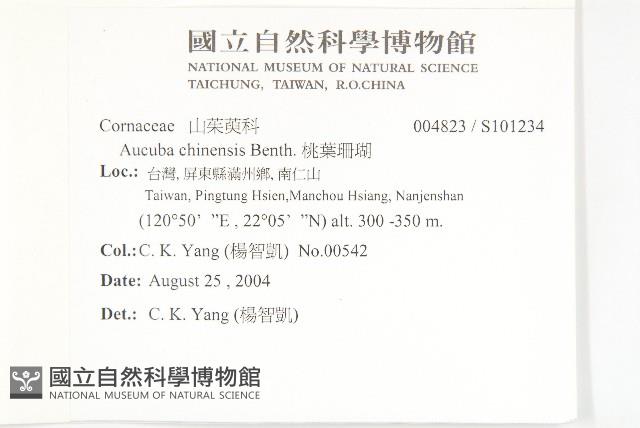 桃葉珊瑚藏品圖，第2張