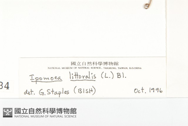 海牽牛藏品圖，第3張