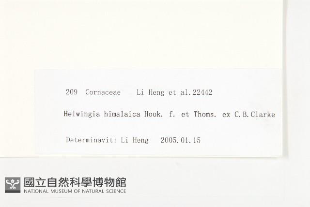 西藏青莢葉藏品圖，第3張