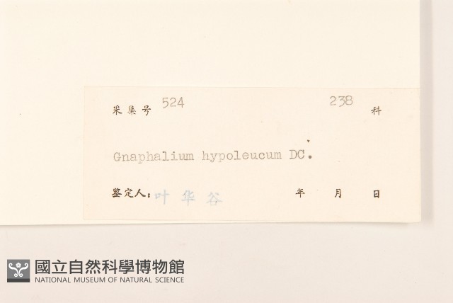 秋鼠麴草藏品圖，第3張