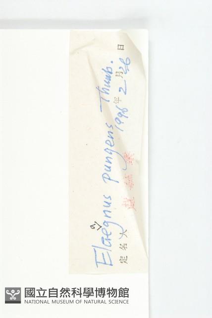 胡頹子藏品圖，第3張