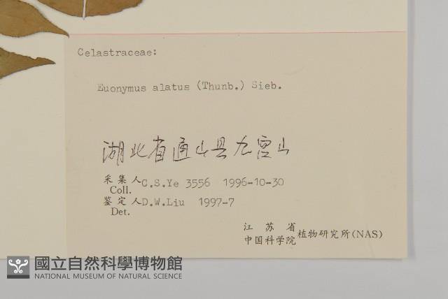 衛矛藏品圖，第3張