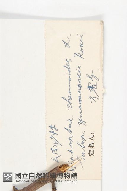 雲南沙棘藏品圖，第3張